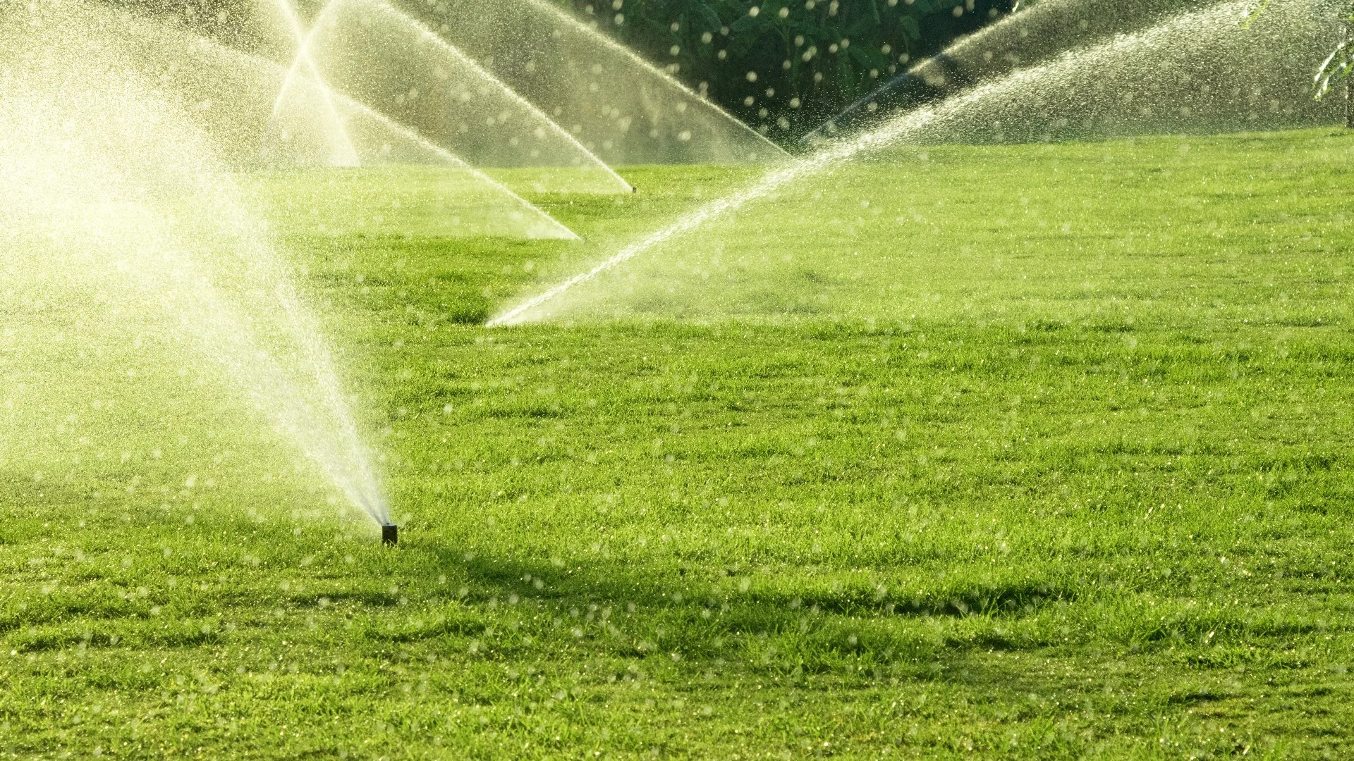 Sprinkler heads spraying water across lawn.