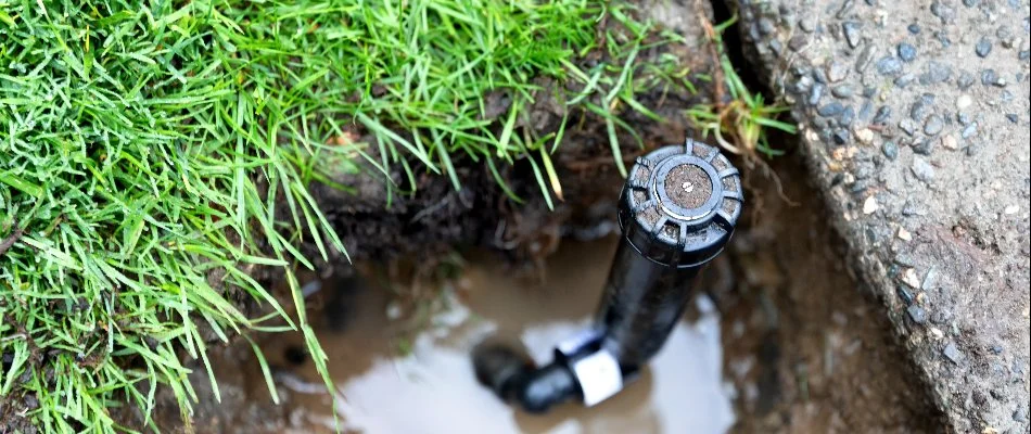 A broken sprinkler head in Cary, NC, with a puddle.