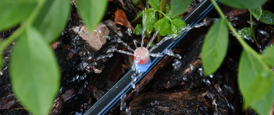 Drip irrigation emitter on the ground in Cary, NC, near a plant.