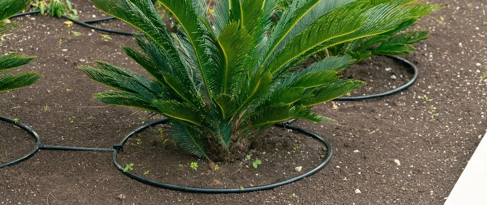 Drip irrigation pipes around a fern on a landscape in Cary, NC.