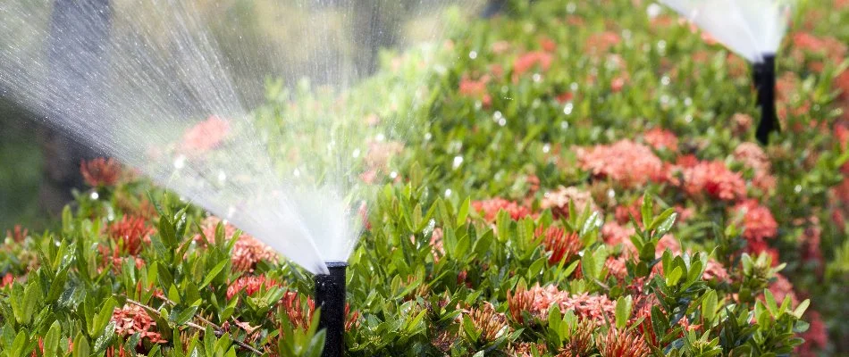 Sprinkler system spraying water on plants in Cary, NC.