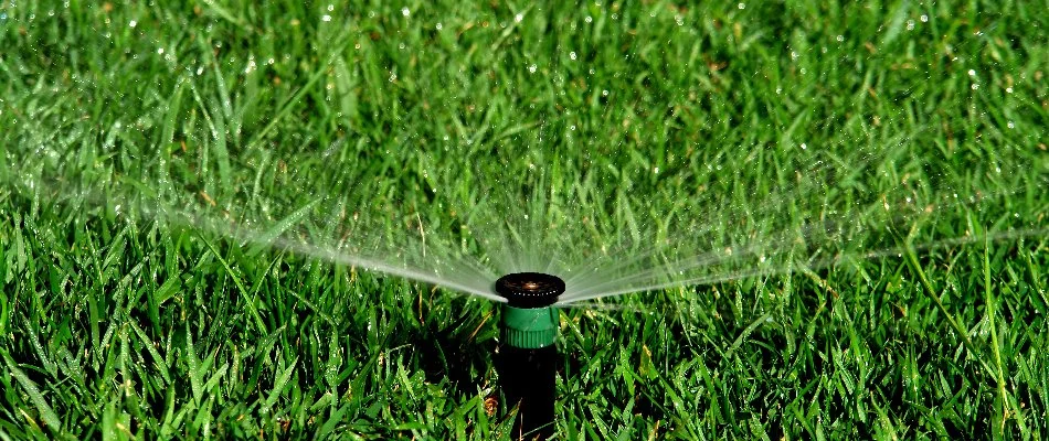 Sprinkler head on a lawn in Cary, NC, spraying water.