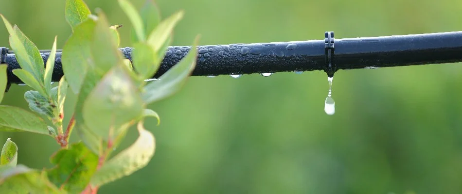 Water dripping out from the emitter of a drip irrigation system in Cary, NC.